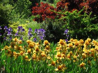 /album/galerie-de-photos-floraisons/iris-2015-392-comp-jpg/